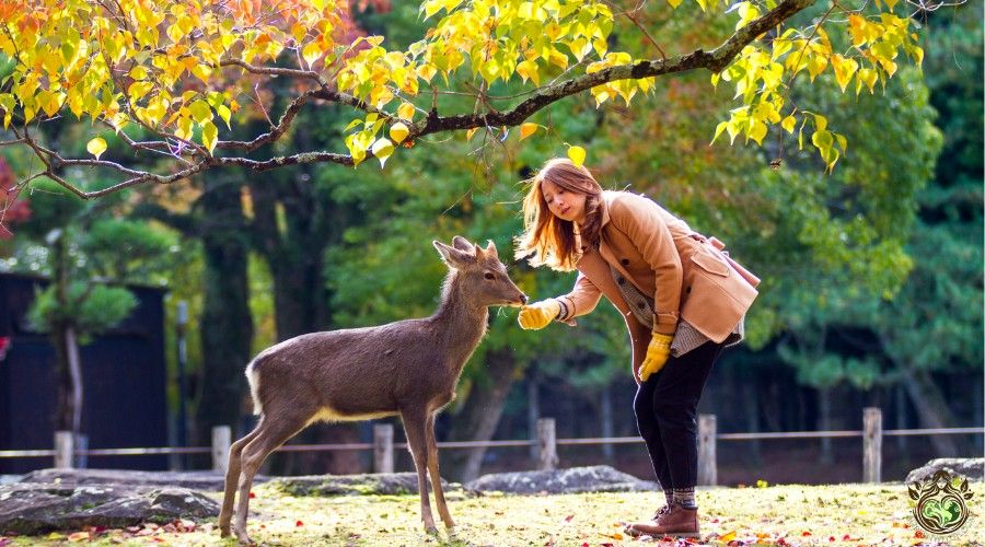 How Do you Know you are a Green Witch Animals love you