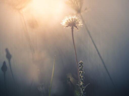 7 Sacred Ways to Practice Plant Spirit Communication