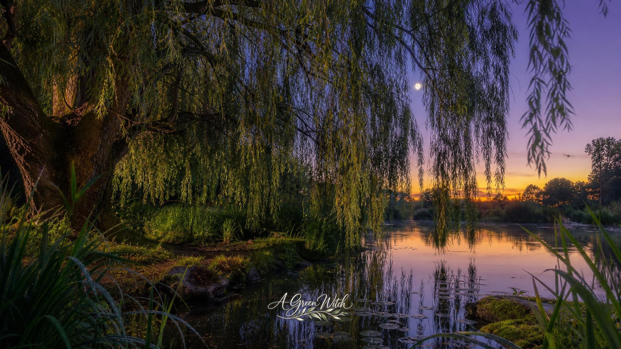 The Willow Tree Enchantress of the Water