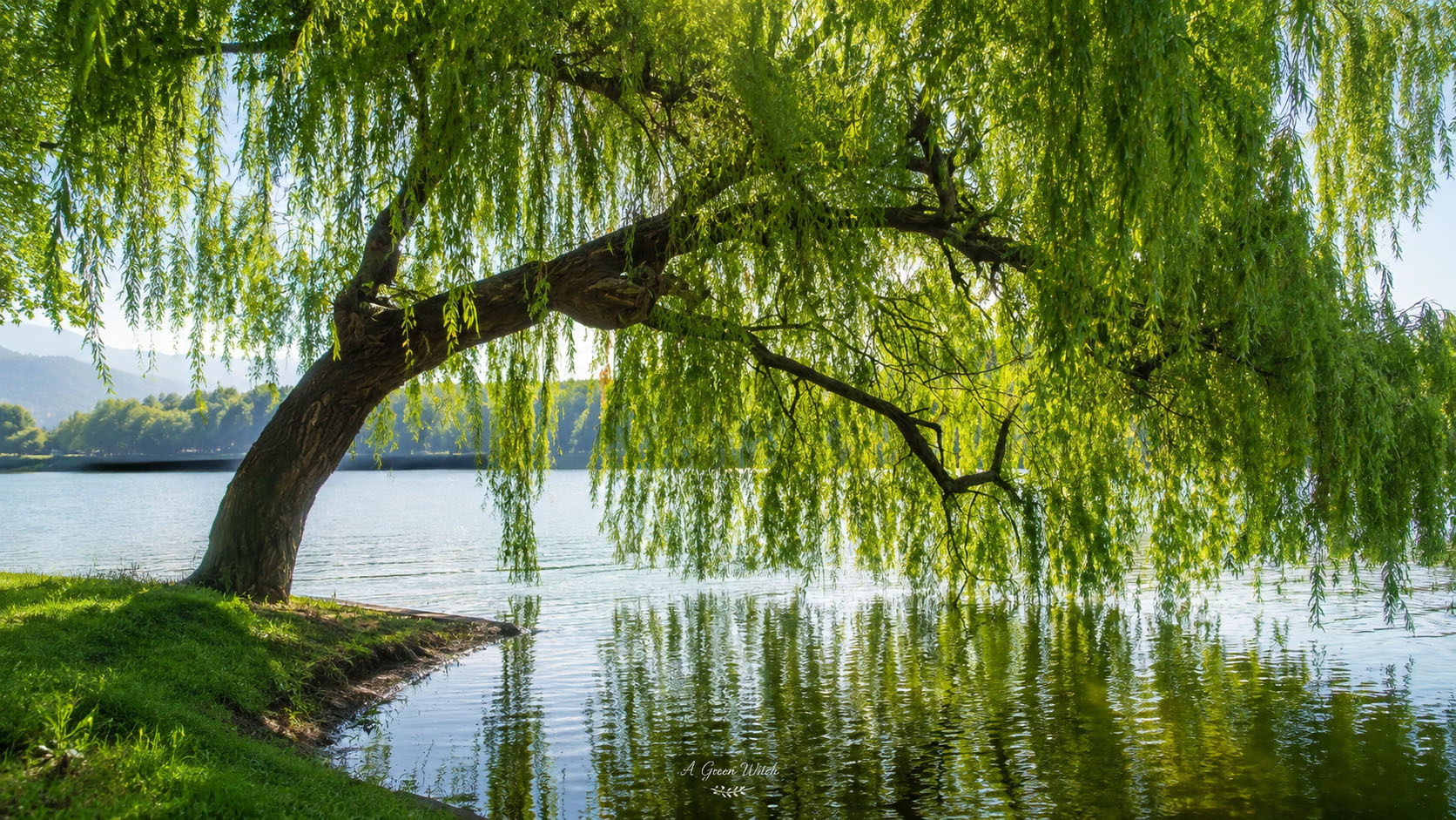 Weeping Willow Reflections